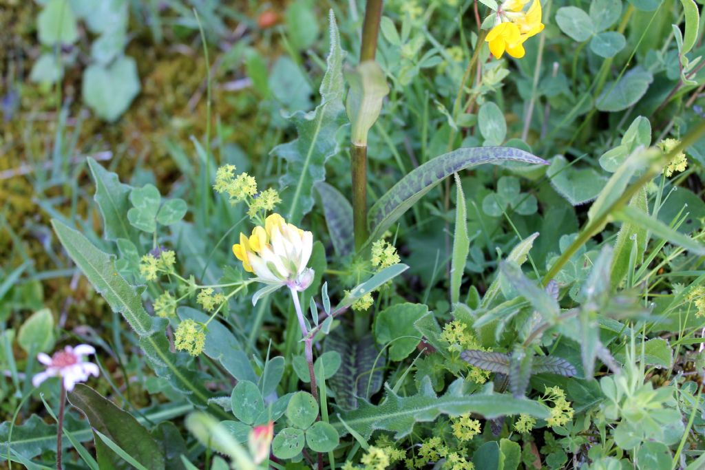 Dactylorhiza.....4